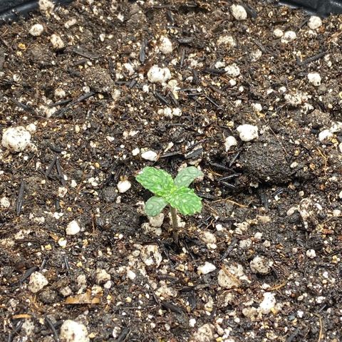 2 White Widow e 1 Critical Purple  growlog photo: As 2 white Widow se mantendo bem e a crit purple que brotou ainda tímida mas tá vindoooo
