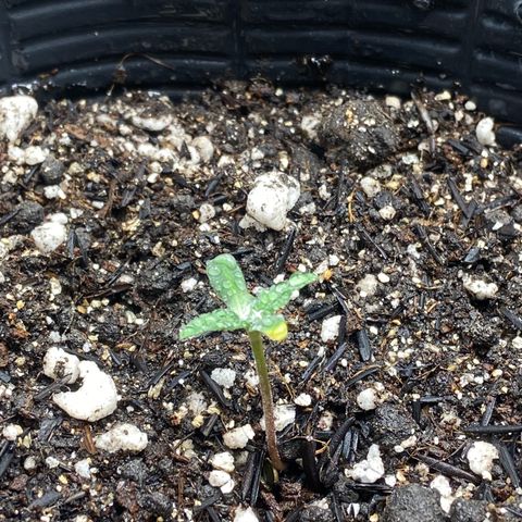 2 White Widow e 1 Critical Purple  growlog photo: As 2 white Widow se mantendo bem e a crit purple que brotou ainda tímida mas tá vindoooo
