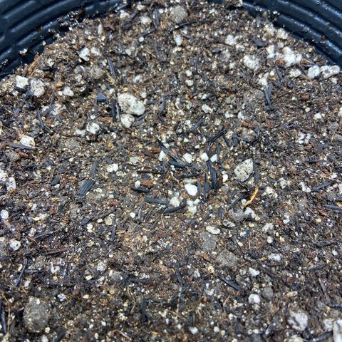 2 White Widow e 1 Critical Purple  growlog photo: Essa crit purple nada de sair por enquanto 😢