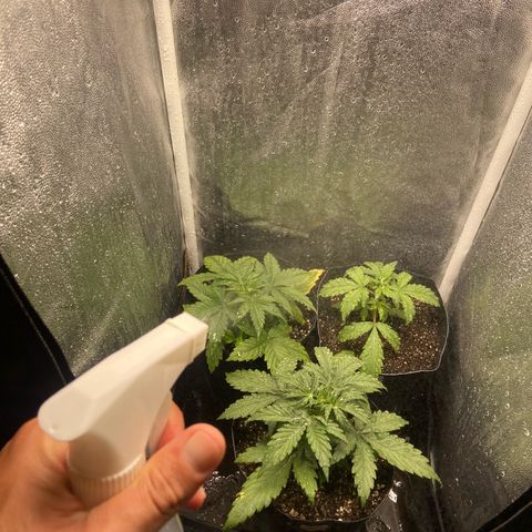 2 White Widow e 1 Critical Purple  growlog photo: Mantendo a borrifação de água devido ao calor e umidade baixa 