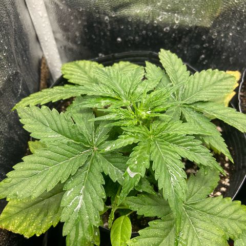 2 White Widow e 1 Critical Purple  growlog photo: Todas elas se denseolvendo super bem 🙏🏽