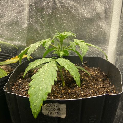 2 White Widow e 1 Critical Purple  growlog photo: Todas elas se denseolvendo super bem 🙏🏽