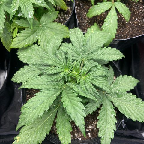 2 White Widow e 1 Critical Purple  growlog photo: Todas elas se denseolvendo super bem 🙏🏽