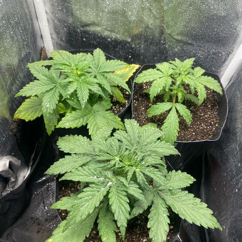 2 White Widow e 1 Critical Purple  growlog photo: Todas elas se denseolvendo super bem 🙏🏽