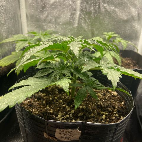 2 White Widow e 1 Critical Purple  growlog photo: Todas elas se denseolvendo super bem 🙏🏽