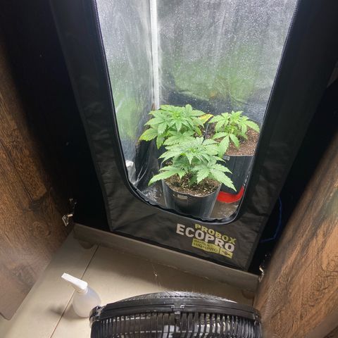 2 White Widow e 1 Critical Purple  growlog photo: Improvisando um ventinho pra elas pra ajudar na fortificação 