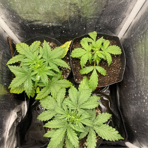 2 White Widow e 1 Critical Purple  growlog timeline photo