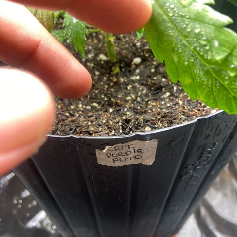 Strawberry banana Kush 🍓🍌 growlog photo: Estão indo super bem, se desenvolvendo porém reparei as folhas amarelando, deve ser porque ainda não tinha fertilizado e o solo não iria segurar nutrientes por muito tempo, mas agora com a primeira rega de nutrientes creio que elas irão ficar lindas e verdes!! 