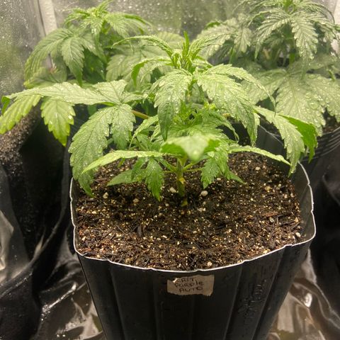 Strawberry banana Kush 🍓🍌 growlog photo: Estão indo super bem, se desenvolvendo porém reparei as folhas amarelando, deve ser porque ainda não tinha fertilizado e o solo não iria segurar nutrientes por muito tempo, mas agora com a primeira rega de nutrientes creio que elas irão ficar lindas e verdes!! 