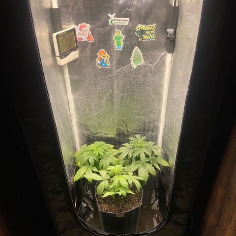 Strawberry banana Kush 🍓🍌 growlog photo: Estão indo super bem, se desenvolvendo porém reparei as folhas amarelando, deve ser porque ainda não tinha fertilizado e o solo não iria segurar nutrientes por muito tempo, mas agora com a primeira rega de nutrientes creio que elas irão ficar lindas e verdes!! 