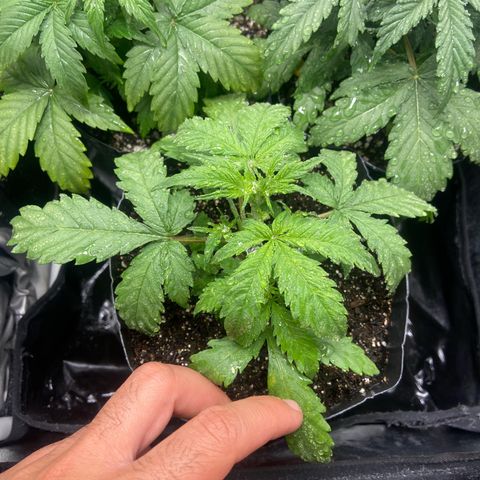 Strawberry banana Kush 🍓🍌 growlog photo: Estão indo super bem, se desenvolvendo porém reparei as folhas amarelando, deve ser porque ainda não tinha fertilizado e o solo não iria segurar nutrientes por muito tempo, mas agora com a primeira rega de nutrientes creio que elas irão ficar lindas e verdes!! 