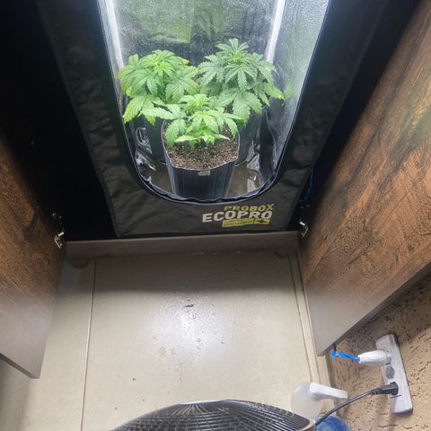 2 White Widow e 1 Critical Purple  growlog photo: Borrifei bastante água nelas e dentro do grow todo para ajudar a umidificar mais o grow pois ainda continua muito calor e baixa umidade, terei que investir em um ventilador pois o outro quebrou e mais pra frente nos próximos cultivos um umidificador seria ótimo 