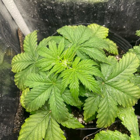 Strawberry banana Kush 🍓🍌 growlog photo: Estão indo super bem, se desenvolvendo porém reparei as folhas amarelando, deve ser porque ainda não tinha fertilizado e o solo não iria segurar nutrientes por muito tempo, mas agora com a primeira rega de nutrientes creio que elas irão ficar lindas e verdes!! 