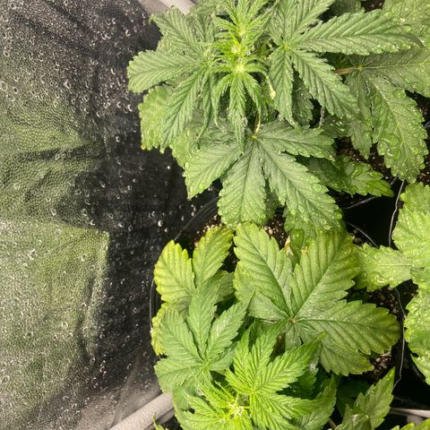 Strawberry banana Kush 🍓🍌 growlog photo: Estão indo super bem, se desenvolvendo porém reparei as folhas amarelando, deve ser porque ainda não tinha fertilizado e o solo não iria segurar nutrientes por muito tempo, mas agora com a primeira rega de nutrientes creio que elas irão ficar lindas e verdes!! 
