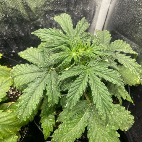 Strawberry banana Kush 🍓🍌 growlog photo: Estão indo super bem, se desenvolvendo porém reparei as folhas amarelando, deve ser porque ainda não tinha fertilizado e o solo não iria segurar nutrientes por muito tempo, mas agora com a primeira rega de nutrientes creio que elas irão ficar lindas e verdes!! 