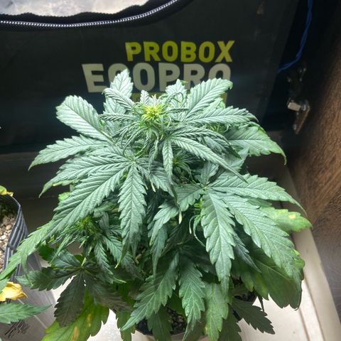 2 White Widow e 1 Critical Purple  growlog photo: Antes e depois white Widow 1 