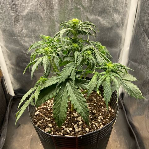 2 White Widow e 1 Critical Purple  growlog photo: Antes e depois white Widow 1 