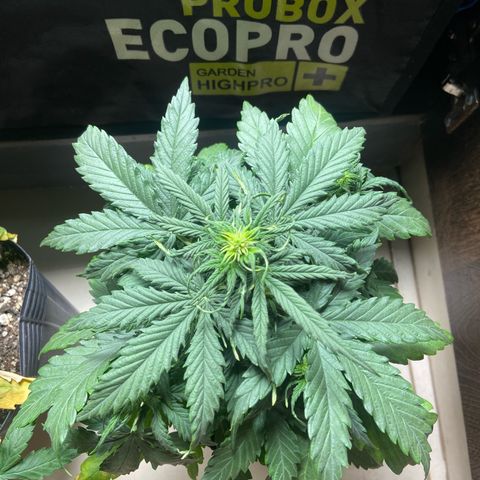 2 White Widow e 1 Critical Purple  growlog photo: Antes e depois white Widow 1 