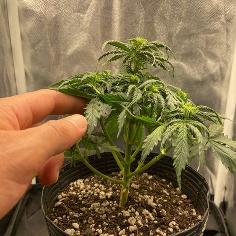 2 White Widow e 1 Critical Purple  growlog photo: Antes e depois white Widow 1 