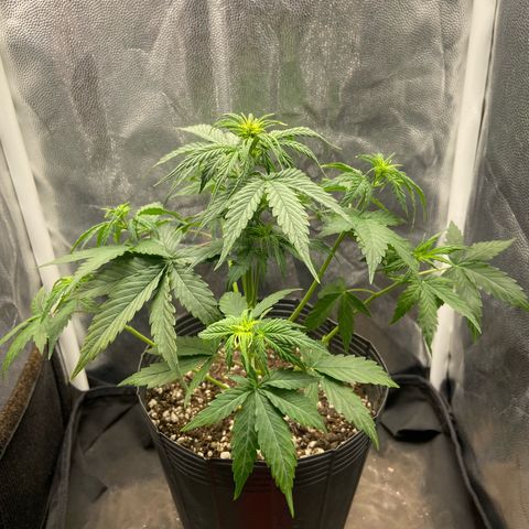 2 White Widow e 1 Critical Purple  growlog photo: Antes e depois da desfolhação white Widow 2