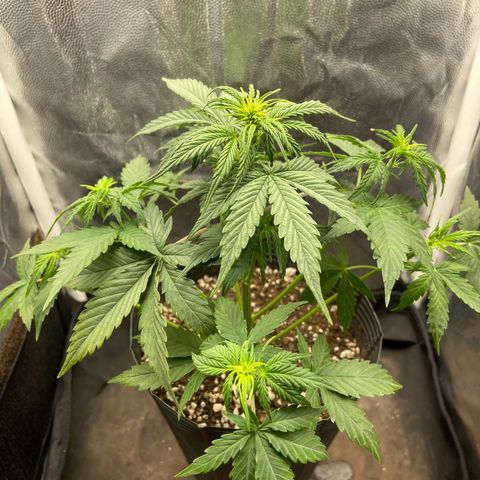 2 White Widow e 1 Critical Purple  growlog photo: Antes e depois da desfolhação white Widow 2