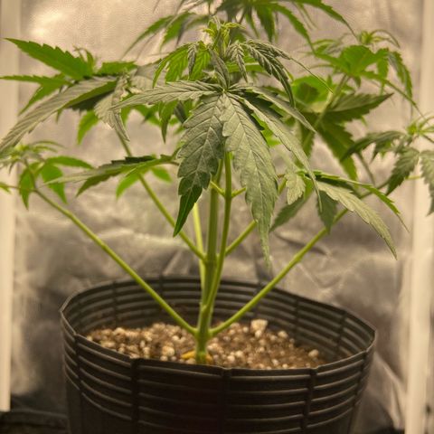2 White Widow e 1 Critical Purple  growlog photo: Antes e depois da desfolhação white Widow 2