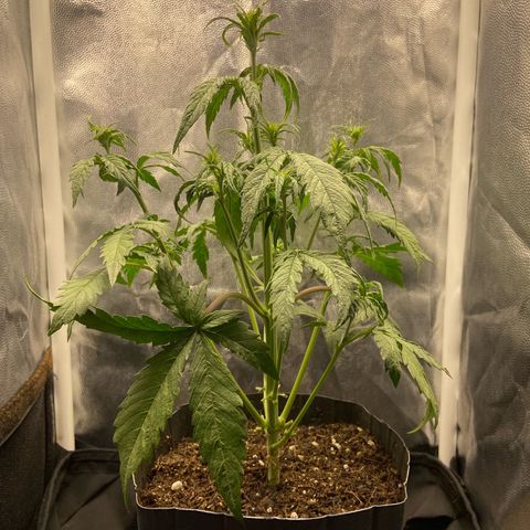 2 White Widow e 1 Critical Purple  growlog photo: Antes e depois da desfolhação Critical purple 