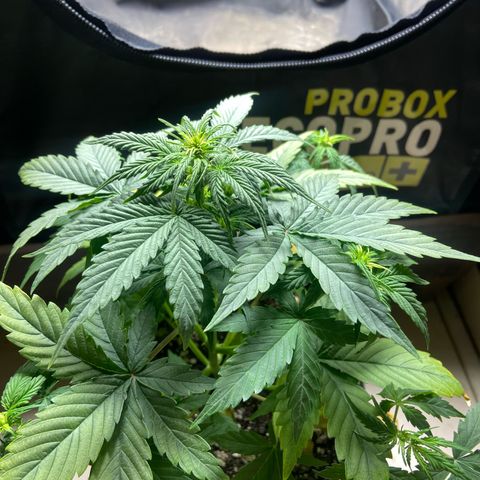 2 White Widow e 1 Critical Purple  growlog photo: Antes e depois da desfolhação white Widow 2