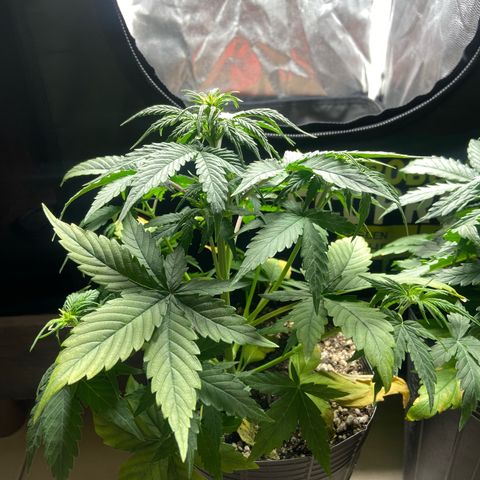 2 White Widow e 1 Critical Purple  growlog photo: Antes e depois da desfolhação white Widow 2