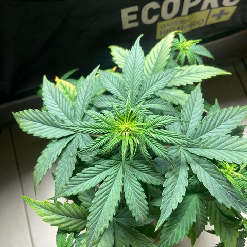 2 White Widow e 1 Critical Purple  growlog photo: Antes e depois da desfolhação white Widow 2