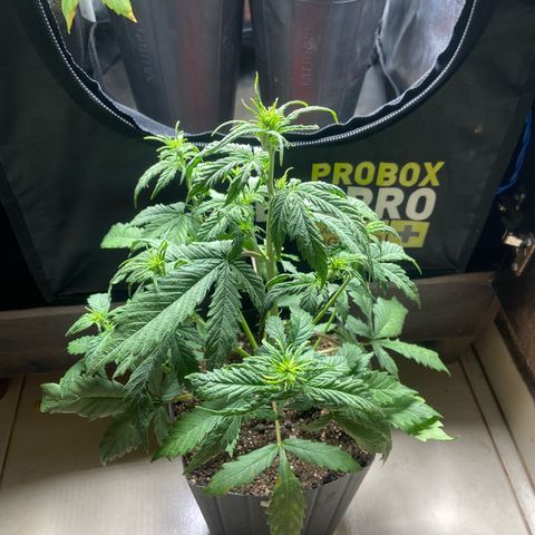 2 White Widow e 1 Critical Purple  growlog photo: Antes e depois da desfolhação Critical purple 