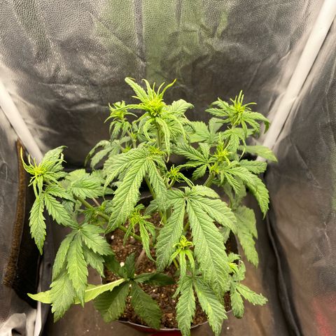 2 White Widow e 1 Critical Purple  growlog photo: Antes e depois da desfolhação Critical purple 