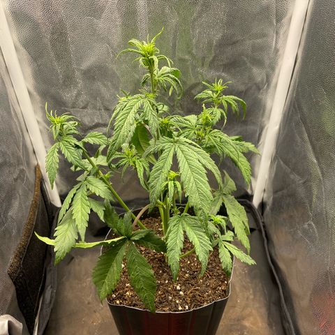 2 White Widow e 1 Critical Purple  growlog photo: Antes e depois da desfolhação Critical purple 