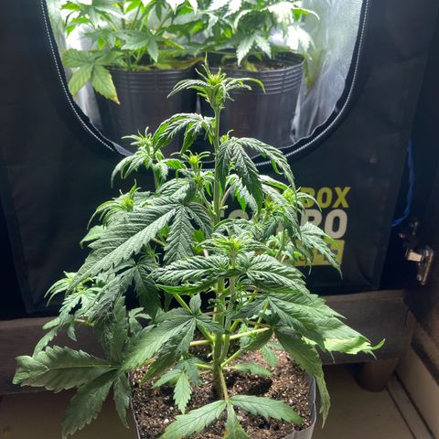 2 White Widow e 1 Critical Purple  growlog photo: Antes e depois da desfolhação Critical purple 