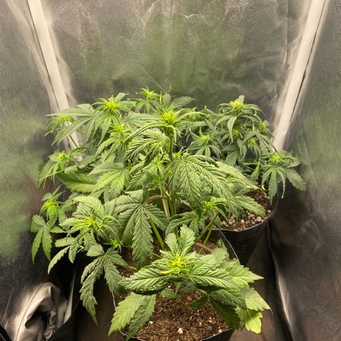 2 White Widow e 1 Critical Purple  growlog photo: Ficarão assim no grow, muito mais iluminação entre as ramificações e ar livre nas canelas delas 
