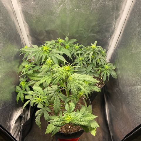 2 White Widow e 1 Critical Purple  growlog photo: Ficarão assim no grow, muito mais iluminação entre as ramificações e ar livre nas canelas delas 
