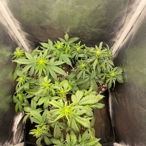 2 White Widow e 1 Critical Purple  growlog photo: Ficarão assim no grow, muito mais iluminação entre as ramificações e ar livre nas canelas delas 
