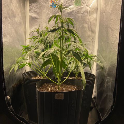 2 White Widow e 1 Critical Purple  growlog photo: Ficarão assim no grow, muito mais iluminação entre as ramificações e ar livre nas canelas delas 

