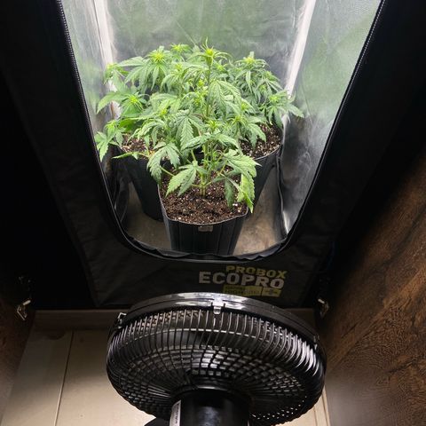 2 White Widow e 1 Critical Purple  growlog photo: Coloquei o ventilador da casa de frente pro grow para ajudar na fornicação das plantas , deixei uns 30 minutos ventilando
Ainda não consegui dinheiro pra comprar outro para o grow 🥲