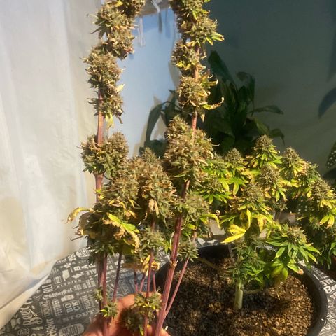 Strawberry banana Kush 🍓🍌 growlog photo: COLHEITA!! 🔪😍