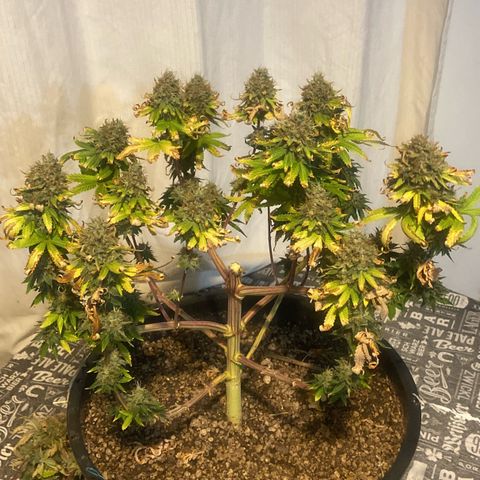 Strawberry banana Kush 🍓🍌 growlog photo: COLHEITA!! 🔪😍