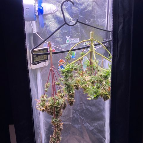 Strawberry banana Kush 🍓🍌 growlog photo: COLHEITA!! 🔪😍