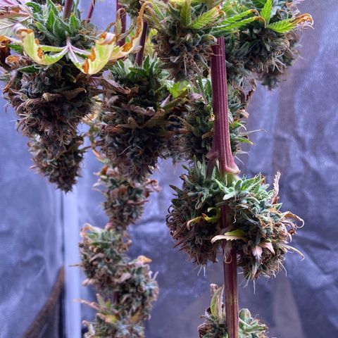 Strawberry banana Kush 🍓🍌 growlog photo: COLHEITA!! 🔪😍