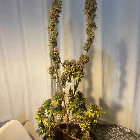 Strawberry banana Kush 🍓🍌 growlog photo: COLHEITA!! 🔪😍