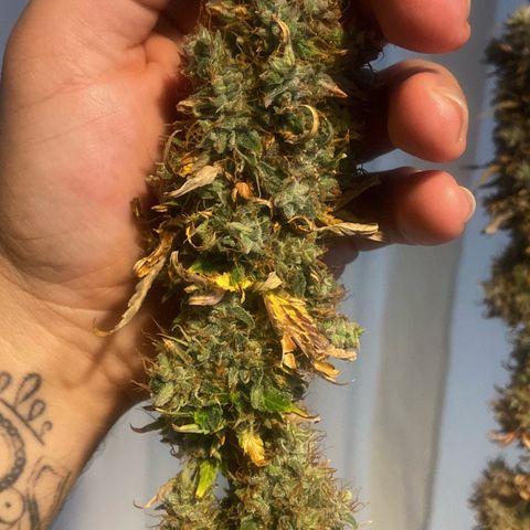 Strawberry banana Kush 🍓🍌 growlog photo: COLHEITA!! 🔪😍