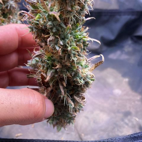 Strawberry banana Kush 🍓🍌 growlog photo: COLHEITA!! 🔪😍