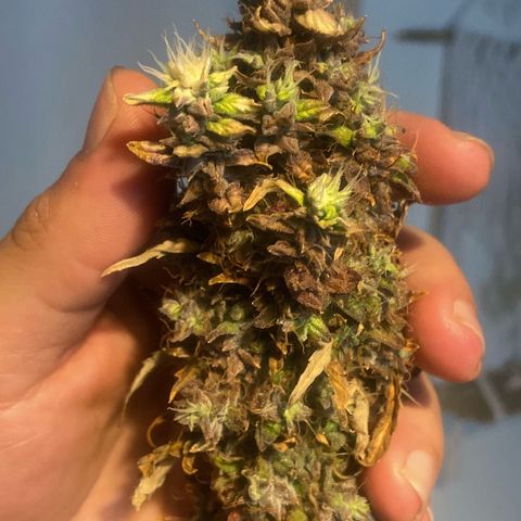 Strawberry banana Kush 🍓🍌 growlog photo: COLHEITA!! 🔪😍