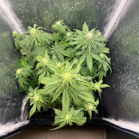 2 White Widow e 1 Critical Purple  growlog photo: Cresceram mais um tanto e já iniciarão a floração, se desenvolvendo super bem todas elas 🙏🏽