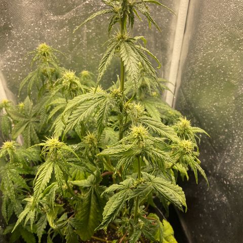 2 White Widow e 1 Critical Purple  growlog photo: Cresceram mais um tanto e já iniciarão a floração, se desenvolvendo super bem todas elas 🙏🏽