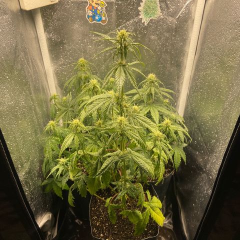 2 White Widow e 1 Critical Purple  growlog photo: Cresceram mais um tanto e já iniciarão a floração, se desenvolvendo super bem todas elas 🙏🏽